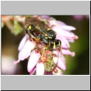 Listrodromus nycthemerus - Schlupfwespe 01j 7mm auf Calluna vulgaris - Niedringhaussee-fdet02.jpg